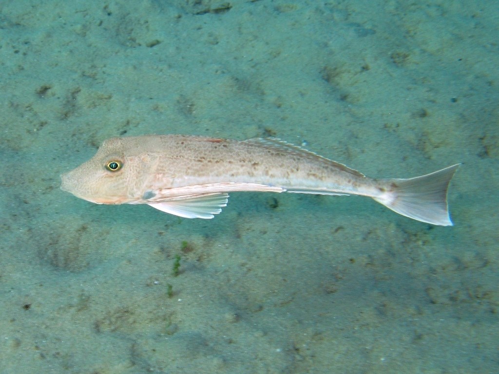 Dactylopterus volitans, Chelidonichthys lucerna aggressivi?